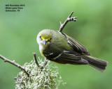 5F1A8850_WhiteeyeVireo.jpg