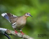 5F1A0143_WhitewingDove.jpg