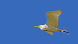 5F1A7438_Cattle_Egret.jpg