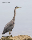 5F1A9723_GreatBlueHeron.jpg