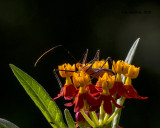 5F1A1409_MilkweedAssassinBug.jpg