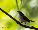 5F1A2323_AmRedstart.jpg