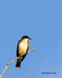 5F1A2578_EKingbird.jpg