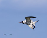 5F1A2963_CaspianTern.jpg