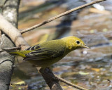 5F1A2342_Warbler_sp.jpg