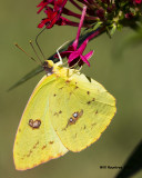 5F1A4028_CloudlessSulphur.jpg