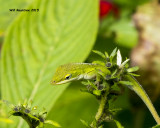 5F1A5412_Anole.jpg