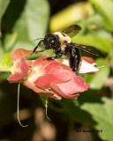 5F1A6942_Eastern Carpenter Bee.jpg