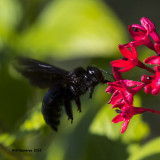 5F1A6868_Southern Carpenter Bee.jpg