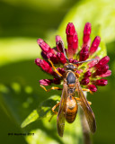 5F1A7703_Paper Wasp Polistes.jpg