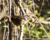 5F1A7734_Swamp Sparrow.jpg