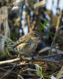 5F1A7844_Yellow-rump Warbler.jpg