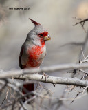 5F1A8648_Pyrrhuloxia.jpg