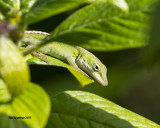 5F1A0299_Anole.jpg