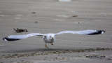 5F1A0601_Ring-billed Gull.jpg