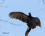 5F1A0952_Turkey Vulture.jpg