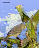 5F1A1216_Orange-crowned Warbler.jpg