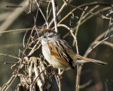 5F1A1346_Swamp Sparrow.jpg