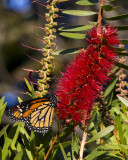 5F1A1536_Monarch.jpg