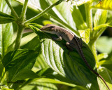 5F1A1575_Anole.jpg