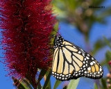5F1A2659 Monarch.jpg