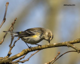 5F1A2783 Yellow-rumped Warbler.jpg