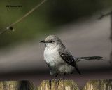 5F1A2960 Northern Mockingbird.jpg