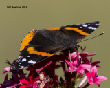 5F1A3092 Red Admiral.jpg