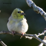 5F1A3332 American Goldfinch.jpg