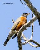 5F1A3395 American Robin.jpg