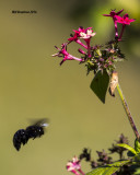 5F1A3838 Southern Carpenter Bee.jpg