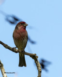 5F1A3916 House Finch.jpg