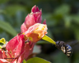 5F1A4026 Xylocopa tabaniformis parkinsoniae.jpg