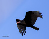 5F1A4078 Turkey Vulture.jpg