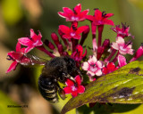 5F1A4249 Xylocopa tabaniformis parkinsoniae.jpg