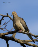 5F1A4511 Mourning Dove.jpg