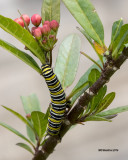 5F1A5219 Monarch Larva.jpg