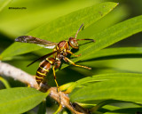 5F1A5300 Paper Wasp.jpg