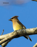 5F1A5323 Cedar Waxwing.jpg