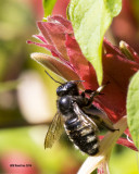 5F1A5562 Xylocopa tabaniformis parkinsoniae.jpg