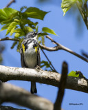 5F1A6193 Yellow-Rumped Warbler.jpg