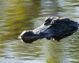 5F1A6235 American Alligator.jpg