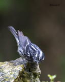 5F1A6695 Black and White Warbler.jpg