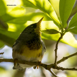 5F1A6982 Northern Parula.jpg