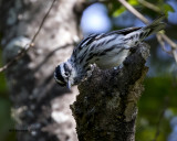 5F1A6972 Black and White Warbler A.jpg