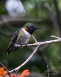 5F1A7866 Ruby-throated Hummingbird.jpg