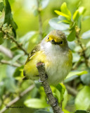 5F1A8121 White-eyed Vireo.jpg