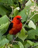 5F1A8164 Scarlet Tanager.jpg
