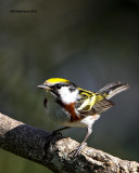 _MG_1641 Chestnut-sided Warbler.jpg