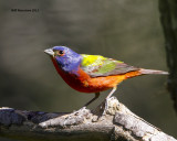 _MG_1877 Painted Bunting.jpg